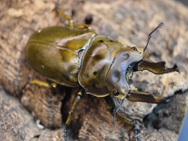 【新成虫】ババオウゴンオニクワガタ70mmペア