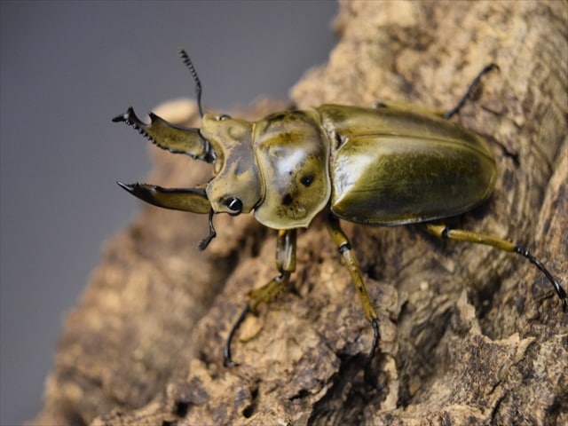 ババオウゴンオニ　新成虫　♂63.6ミリ　 美麗新成虫☆タイ産☆ババオウゴンオニクワガタ♂64ミリ♀45ミリペア