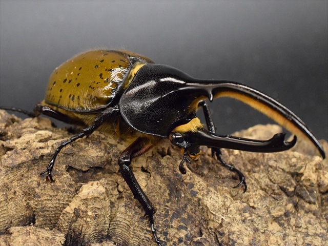 希少】ヘラクレスリッキー114mmペア【ウカヤリ産】 | 外国産