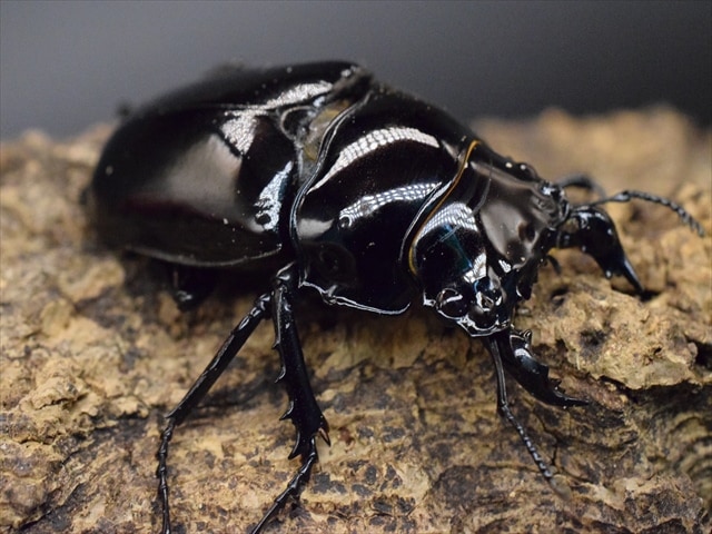 タランドゥス（タランドス）オオツヤクワガタ51ｍｍ成虫ペア