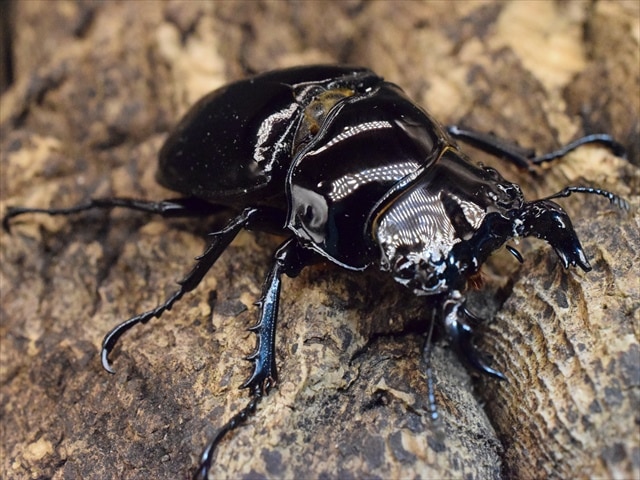 タランドゥス（タランドス）オオツヤクワガタ52ｍｍ成虫ペア