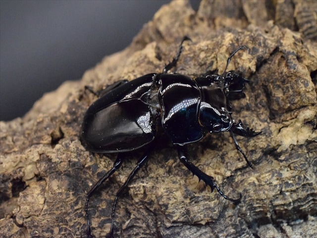 タランドゥス（タランドス）オオツヤクワガタ52ｍｍ成虫ペア