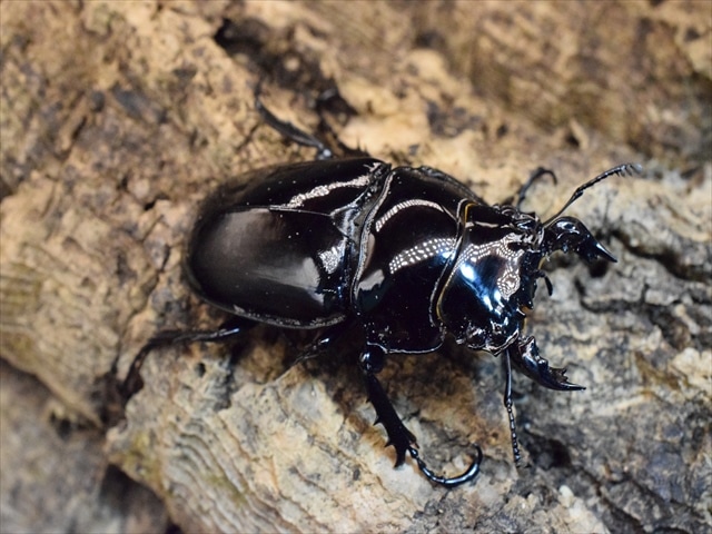 タランドゥス（タランドス）オオツヤクワガタ53ｍｍ成虫ペア