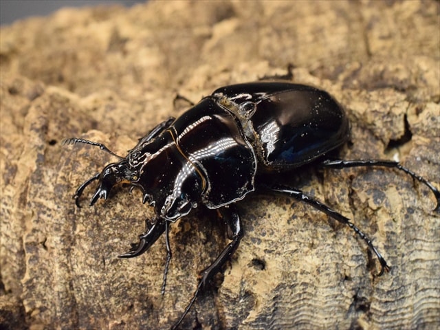 タランドゥス（タランドス）オオツヤクワガタ55mm成虫ペア