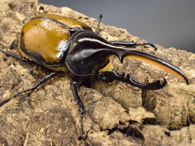 ヘラクレスリッキー♂単品