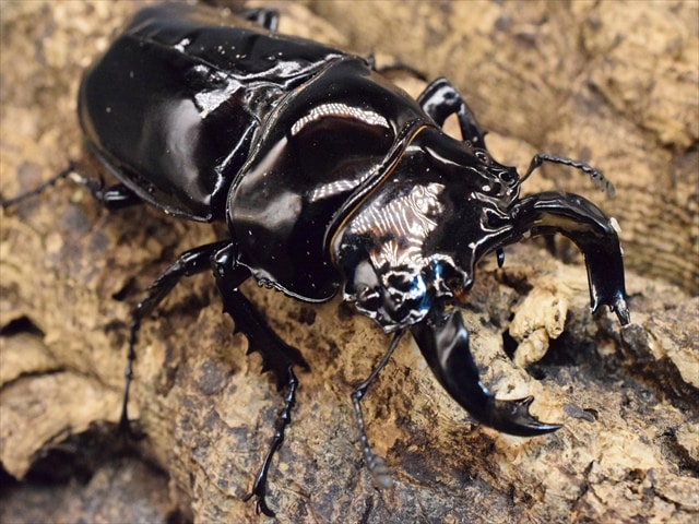 タランドゥス（タランドス）オオツヤクワガタ72ｍｍ成虫ペア