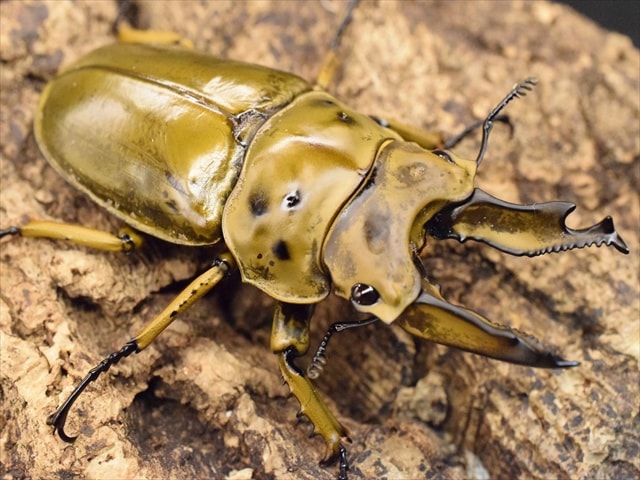 【新成虫】ババオウゴンオニクワガタ70mmペア