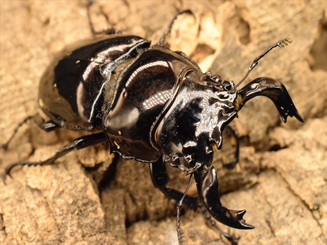 タランドゥス（タランドス）オオツヤクワガタ75ｍｍ成虫ペア