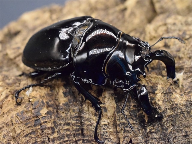 タランドゥス（タランドス）オオツヤクワガタ69ｍｍ成虫ペア
