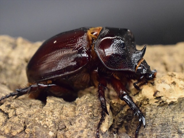 標本コスタリカ産カブトムシペア44ミリ 新成虫】ケンタウルスミツノカブト54mmペア | 外国産カブトムシ