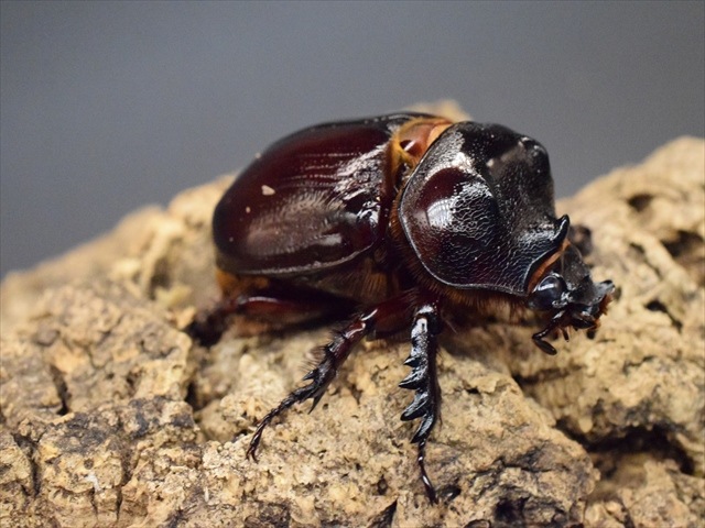 【新成虫】ケンタウルスミツノカブト55mmペア