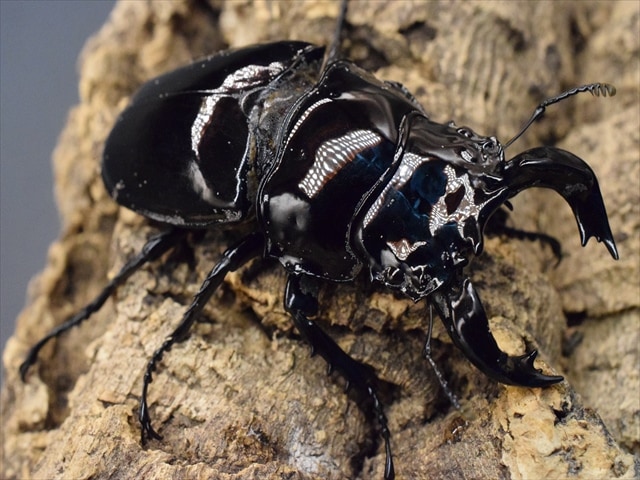 タランドゥス（タランドス）オオツヤクワガタ76ｍｍ成虫ペア