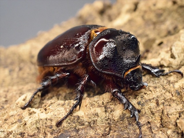 【新成虫】ケンタウルスミツノカブト52mmペア