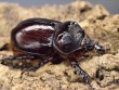 【新成虫】ケンタウルスミツノカブト53mmペア
