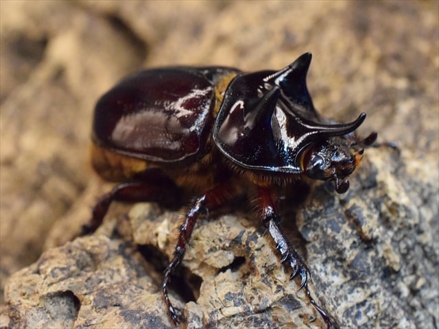 スリナムミツノカブト成虫39ｍｍペア