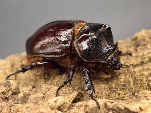 【新成虫】ケンタウルスミツノカブト58mmペア