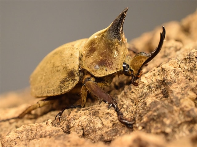 【新成虫】ベルティペスコフキカブト【Lサイズペア】