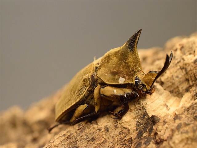 【新成虫】ベルティペスコフキカブト【Lサイズペア】