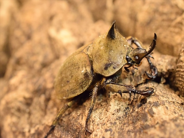 【新成虫】ベルティペスコフキカブト【Mサイズペア】