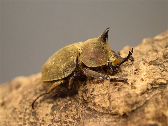 天然からのF1☆新成虫☆ウルスヒナカブト（Hライン） 残り僅か ♂ 3 1 ベルティペスヒナカブト 標本