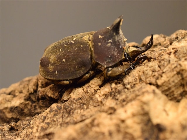 【新成虫】ベルティペスコフキカブト【Mサイズペア】