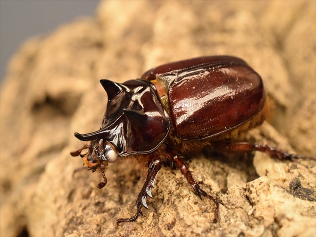 【ホワイトアイ血統】スリナムミツノカブト成虫39ｍｍペア