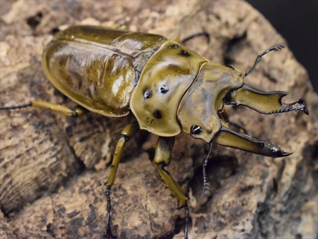 【新成虫】ババオウゴンオニクワガタ72mmペア