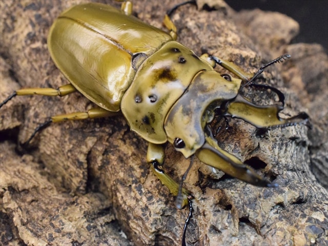 【新成虫】ババオウゴンオニクワガタ73mmペア