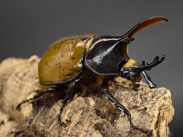 【希少】ヘラクレスリッキー103ｍｍペア【ウカヤリ産】