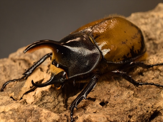 【希少】ヘラクレスリッキー84ｍｍペア【ウカヤリ産】