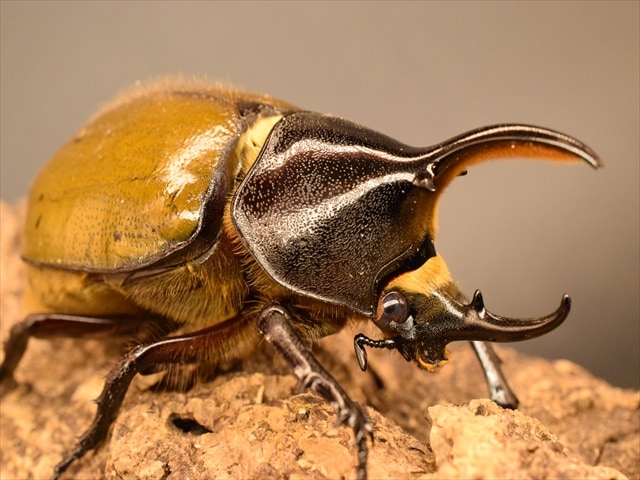 【希少】ヘラクレスリッキー86ｍｍペア【ウカヤリ産】