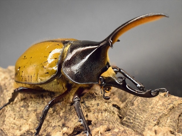 【希少】ヘラクレスリッキー108ｍｍペア【ウカヤリ産】