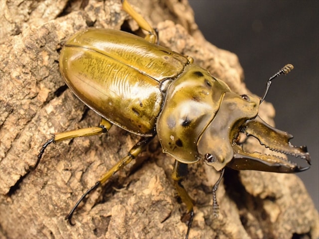 【新成虫】ババオウゴンオニクワガタ65mmペア