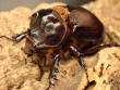 【新成虫】ケンタウルスミツノカブト58mmペア