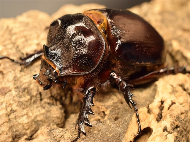 【新成虫】ケンタウルスミツノカブト58mmペア