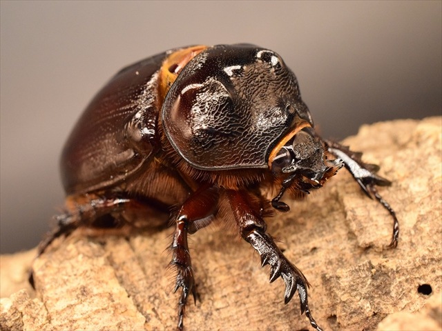 パラグアィ産ケンタウルスミツノサイカブト　63mm 63mm パラグアィ産ケンタウルスミツノサイカブト63mm 63mm