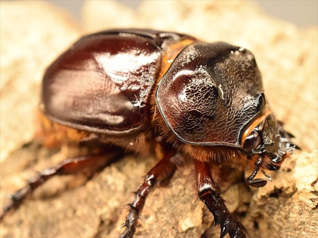 【新成虫】ケンタウルスミツノカブト56mmペア