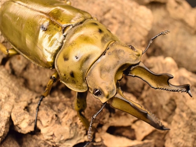 【新成虫】ババオウゴンオニクワガタ74mmペア
