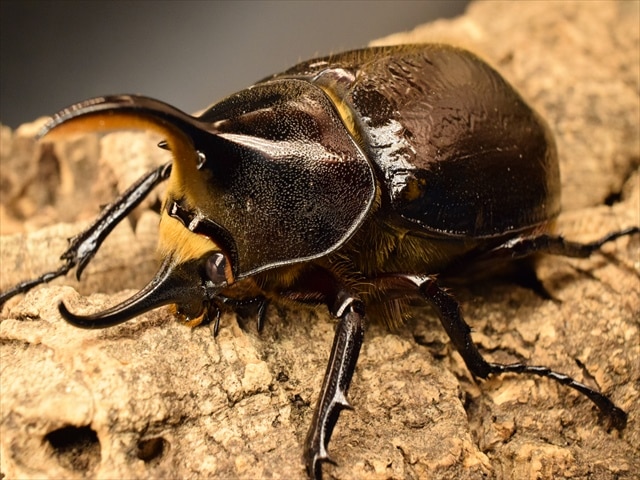 【希少】ヘラクレスリッキー81ｍｍペア【ウカヤリ産】