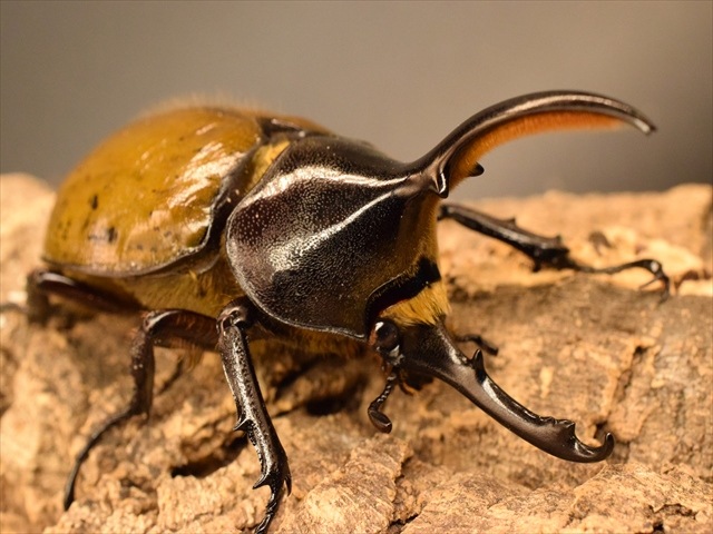 【希少】ヘラクレスリッキー107ｍｍペア【ウカヤリ産】