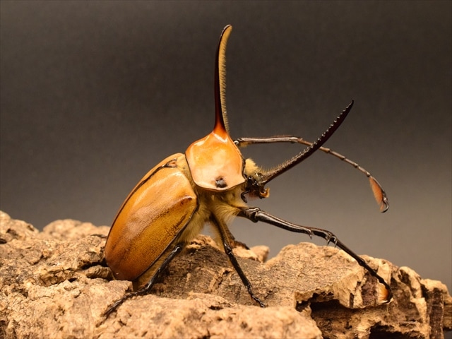 成虫ペア】ゴロファポルテリ（ノコギリタテヅノカブト）【新成虫LL