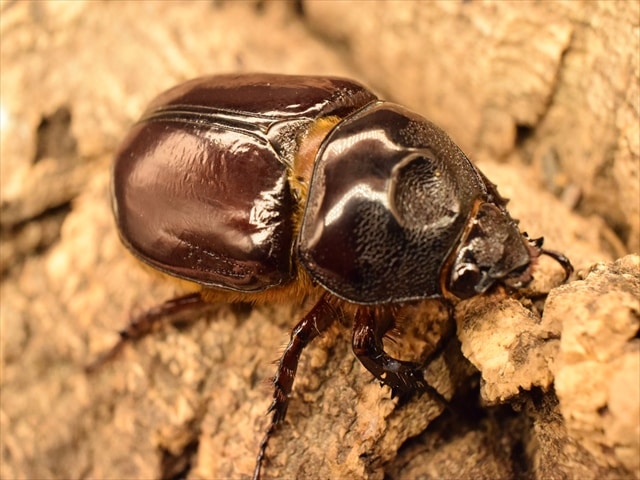 スリナムミツノカブト成虫♀単品