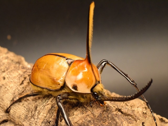 【成虫ペア】ゴロファポルテリ（ノコギリタテヅノカブト）【新成虫LLサイズ】