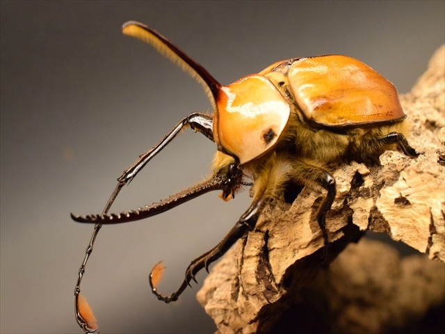 【成虫ペア】ゴロファポルテリ（ノコギリタテヅノカブト）【新成虫Lサイズ】