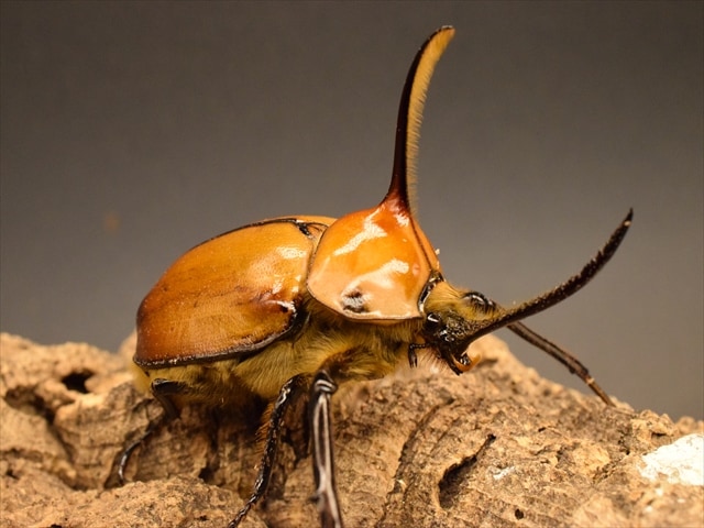 【成虫ペア】ゴロファポルテリ（ノコギリタテヅノカブト）【新成虫Mサイズ】