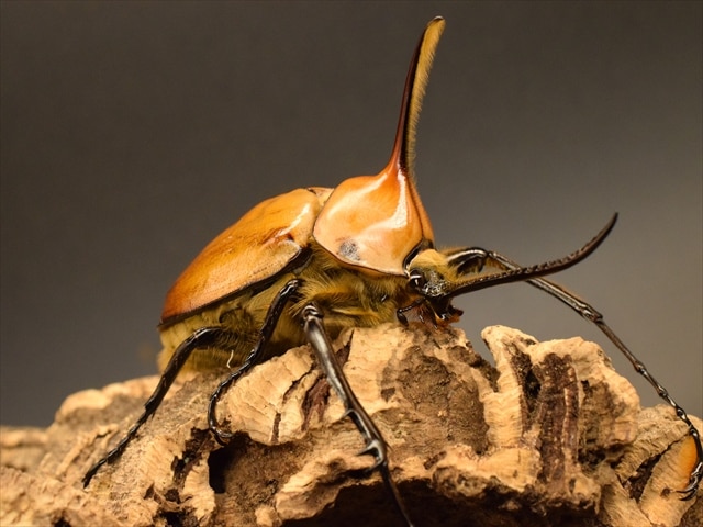 【成虫ペア】ゴロファポルテリ（ノコギリタテヅノカブト）【新成虫Mサイズ】