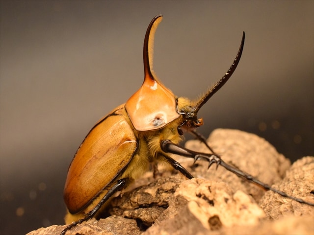 【成虫ペア】ゴロファポルテリ（ノコギリタテヅノカブト）【新成虫Mサイズ】