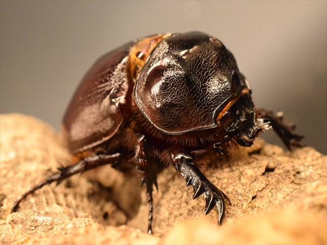 【即ブリ可】ケンタウルスミツノカブト54mmペア