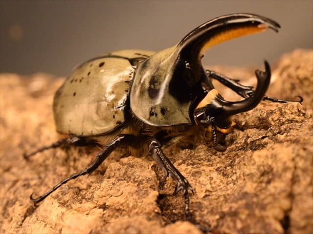 【即ブリ可】グラントシロカブト66ｍｍペア