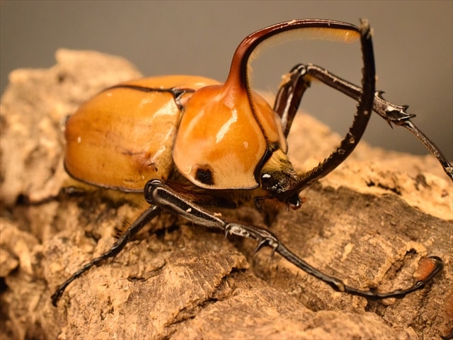 ♂単品】ゴロファポルテリ（ノコギリタテヅノカブト）【新成虫Lサイズ